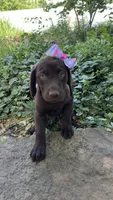 Lucy, a female Labrador Retriever for sale in Porter, OK – 5 of 6