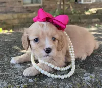 Daisy, a female Cavapoo for sale in Porter, OK – 3 of 9