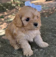 Peanut, a female Cavapoo for sale in Porter, OK – 4 of 7