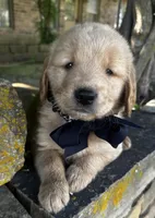 Ace, a male Golden Retriever for sale in Porter, OK – Photo 3 of 5