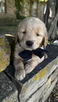 Ace, a male Golden Retriever for sale in Porter, OK – Photo 2 of 5