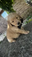 Ace, a male Golden Retriever for sale in Porter, OK – Photo 5 of 5