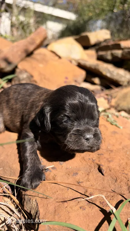 Oliver – Cavapoo puppy for sale in Porter, OK
