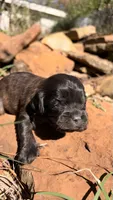 Oliver, a male Cavapoo for sale in Porter, OK – 1 of 3