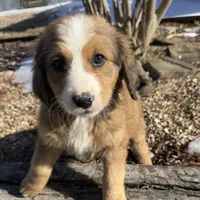 Rosie, a female Bernedoodle for sale in Porter, OK – Photo 3 of 5