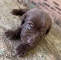 Ruger, a male Labrador Retriever for sale in Porter, OK – 5 of 8