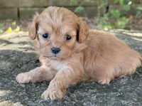 Peanut, a female Cavapoo for sale in Porter, OK – 8 of 8