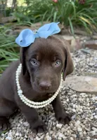 Daisy, a female Labrador Retriever for sale in Porter, OK – 3 of 5