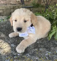 Scout, a male Golden Retriever for sale in Porter, OK – 3 of 4