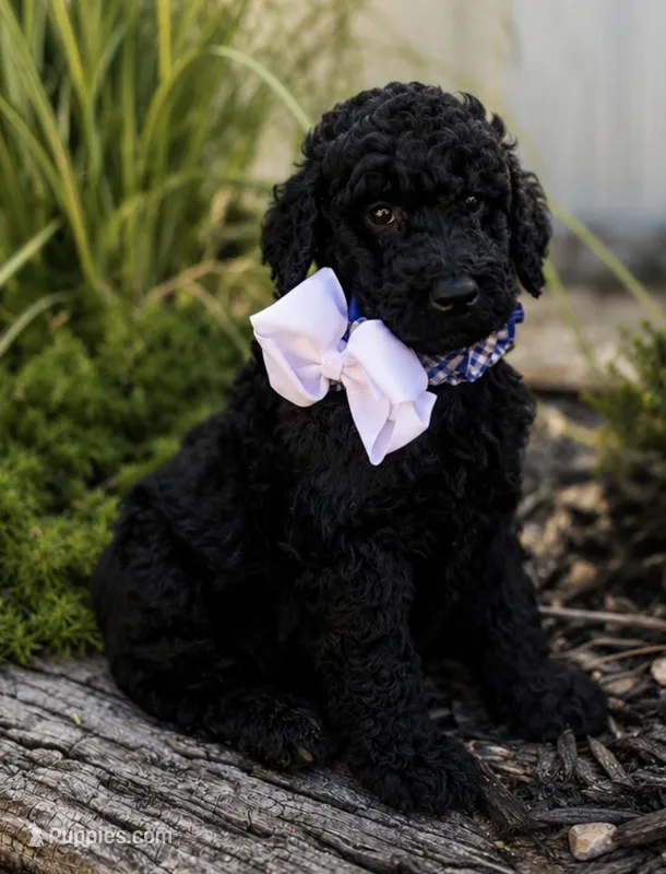 Prince – Poodle - Standard  puppy for sale in Porter, OK