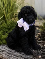 Prince, a male Poodle - Standard  for sale in Porter, OK – 1 of 5