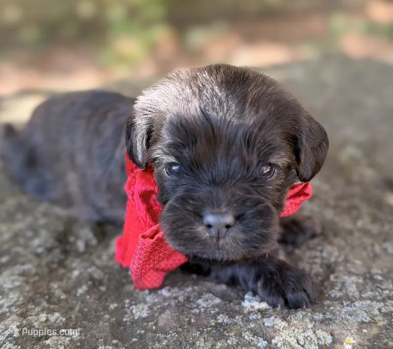 Oliver – Cavapoo puppy for sale in Porter, OK