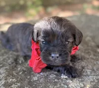 Oliver, a male Cavapoo for sale in Porter, OK – 1 of 7