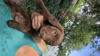 Penny, a female Labrador Retriever for sale in Porter, OK – 6 of 9
