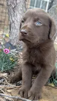 Cocoa, a female Labrador Retriever for sale in Porter, OK – 3 of 4
