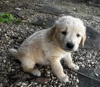 Charlie, a male Golden Retriever for sale in Porter, OK – 3 of 4