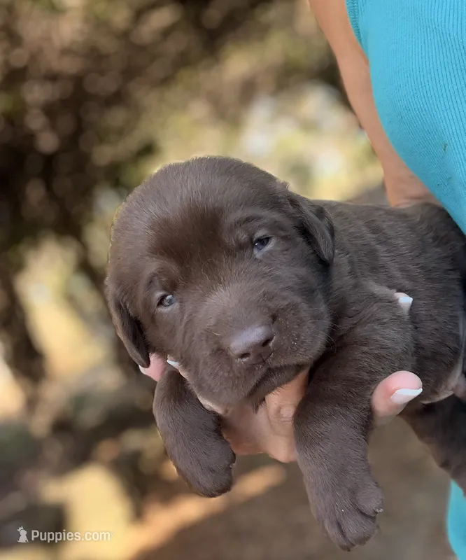 Ruger – Labrador Retriever puppy for sale in Porter, OK