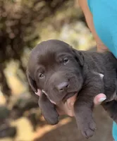 Ruger, a male Labrador Retriever for sale in Porter, OK – 1 of 8