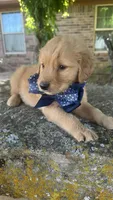 Buckshot, a male Golden Retriever for sale in Porter, OK – Photo 5 of 5