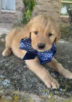 Buckshot, a male Golden Retriever for sale in Porter, OK – Photo 1 of 5