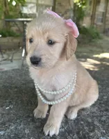 Lilibet, a female Golden Retriever for sale in Porter, OK – 6 of 6