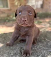Ruger, a male Labrador Retriever for sale in Porter, OK – 5 of 9