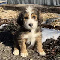 Moose, a male Bernedoodle for sale in Porter, OK – Photo 1 of 3