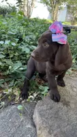 Lucy, a female Labrador Retriever for sale in Porter, OK – 4 of 6