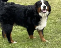 Rosie, a male Bernedoodle for sale in Porter, OK – 6 of 7