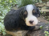 Bear, a male Bernedoodle for sale in Porter, OK – 3 of 8
