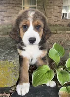 Ellie, a female Bernedoodle for sale in Porter, OK – 3 of 5