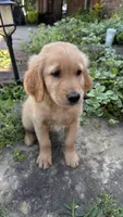 Buckshot, a male Golden Retriever for sale in Porter, OK – 4 of 5