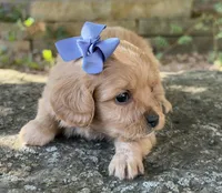 Molly, a female Cavapoo for sale in Porter, OK – 2 of 6