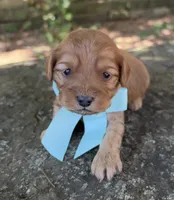 Milo, a male Cavapoo for sale in Porter, OK – 3 of 8
