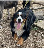 Rosie, a male Bernedoodle for sale in Porter, OK – 9 of 10