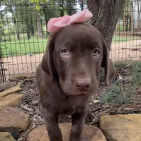 Darcy, a female Labrador Retriever for sale in Porter, OK – 4 of 6