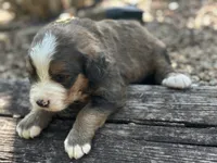 Hershey, a male Bernedoodle for sale in Porter, OK – 3 of 10
