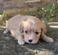 Daisy, a female Cavapoo for sale in Porter, OK – 2 of 9