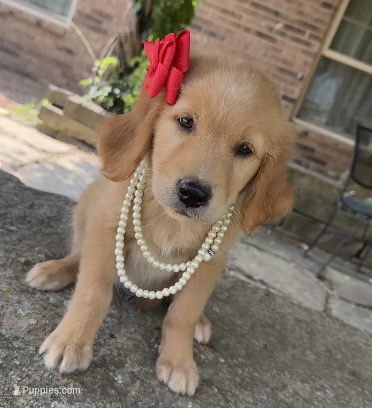 Cricket – Golden Retriever puppy for sale in Porter, OK