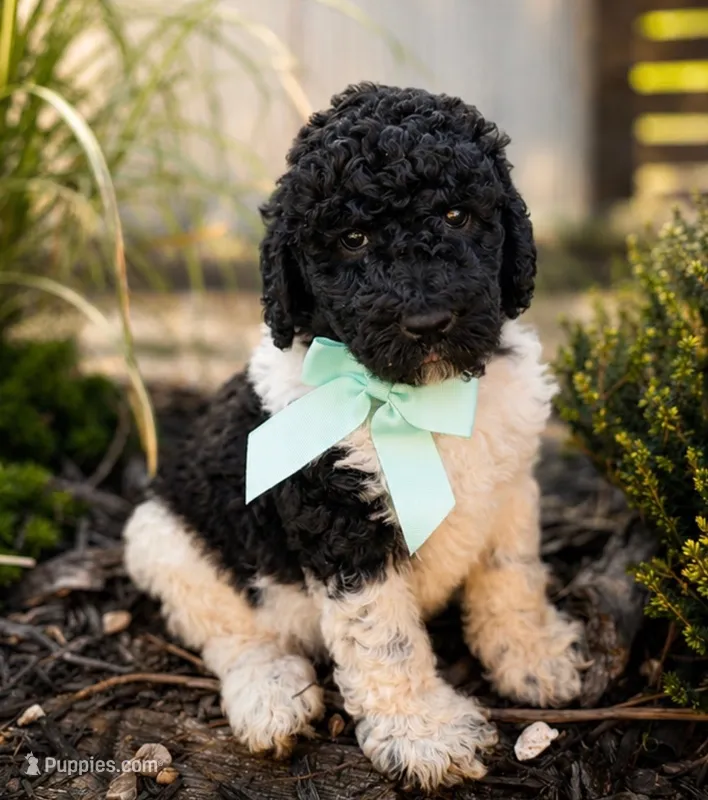 Ozzy – Poodle - Standard  puppy for sale in Porter, OK