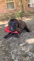 Oliver, a male Cavapoo for sale in Porter, OK – 3 of 3
