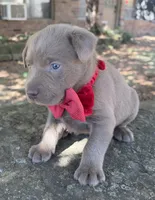 Dax, a male Labrador Retriever for sale in Porter, OK – 3 of 10