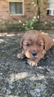 Enzo, a male Cavapoo for sale in Porter, OK – 3 of 4