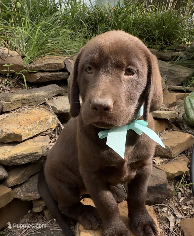 Reese – Labrador Retriever puppy for sale in Porter, OK