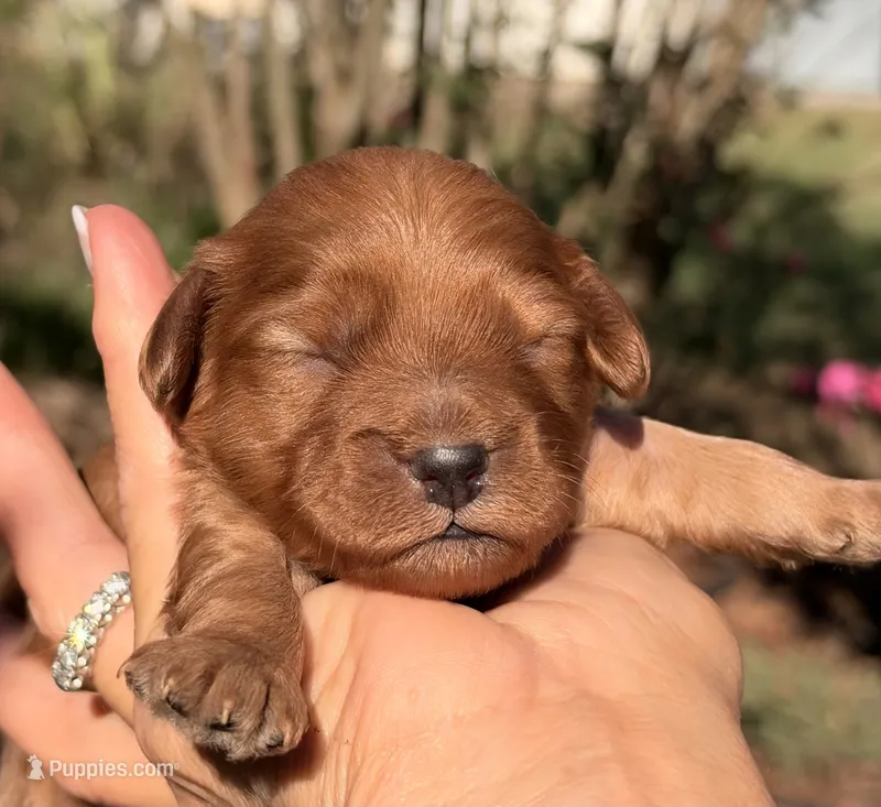 Enzo – Cavapoo puppy for sale in Porter, OK