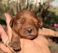Enzo, a male Cavapoo for sale in Porter, OK – 1 of 3