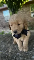 Ace , a male Golden Retriever for sale in Porter, OK – 5 of 5