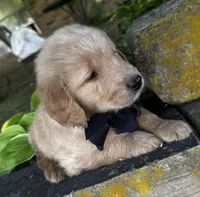 Ace , a male Golden Retriever for sale in Porter, OK – 2 of 5