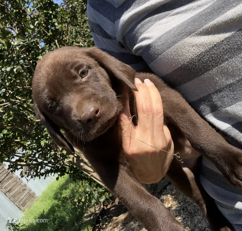 Cookie – Labrador Retriever puppy for sale in Porter, OK