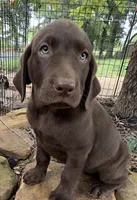 Darcy, a female Labrador Retriever for sale in Porter, OK – 2 of 6